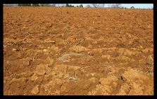 Red Clay of Piedmont. Color photo.